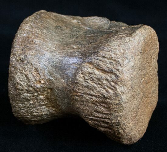 Very Nice Preserved Pachycephalosaurus Vertebrae #9941